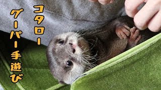 カワウソ コタロー　顔が怖いよーっ！コタローと手遊び　Otter Kotaro Scary face