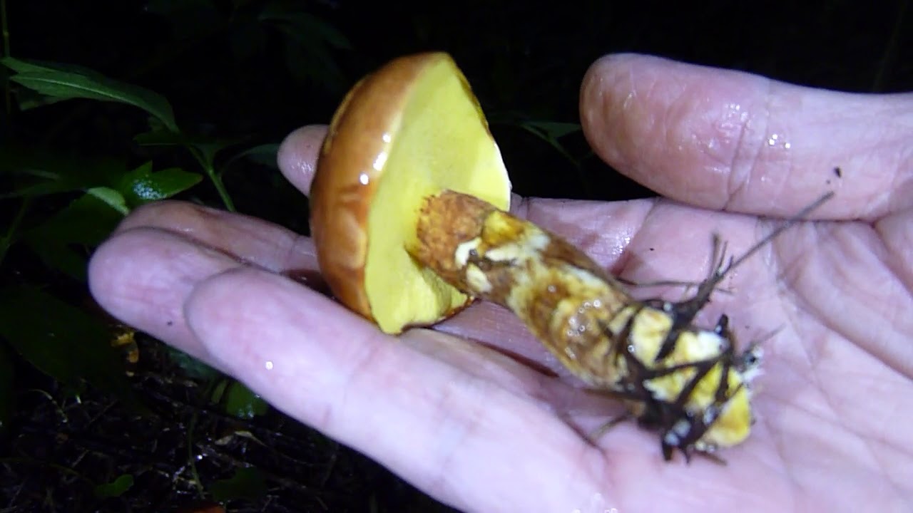 北海道秘密の場所 2019年9月26日(その2) 2201～ きのこ狩り らくよう(キノコ山の様子 札幌近郊) mushroom