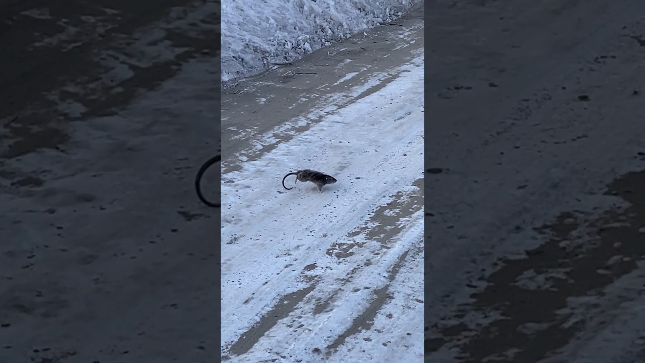 Rat frozen on the road. 