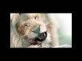 White Lion Devours Its Prey | Nature’s Raw Power