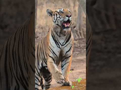 tiger 🐅 king #nature #shortvideo