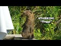 Native Plant Garden Sitcom Parody || A Wild Approach