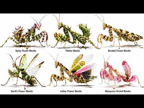 Every Mantis That Shouldn't Exist Explained