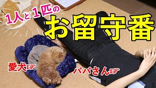 パパと愛犬だけでお留守番！トイプードルは大好きなママがいなくても平気なのか！？