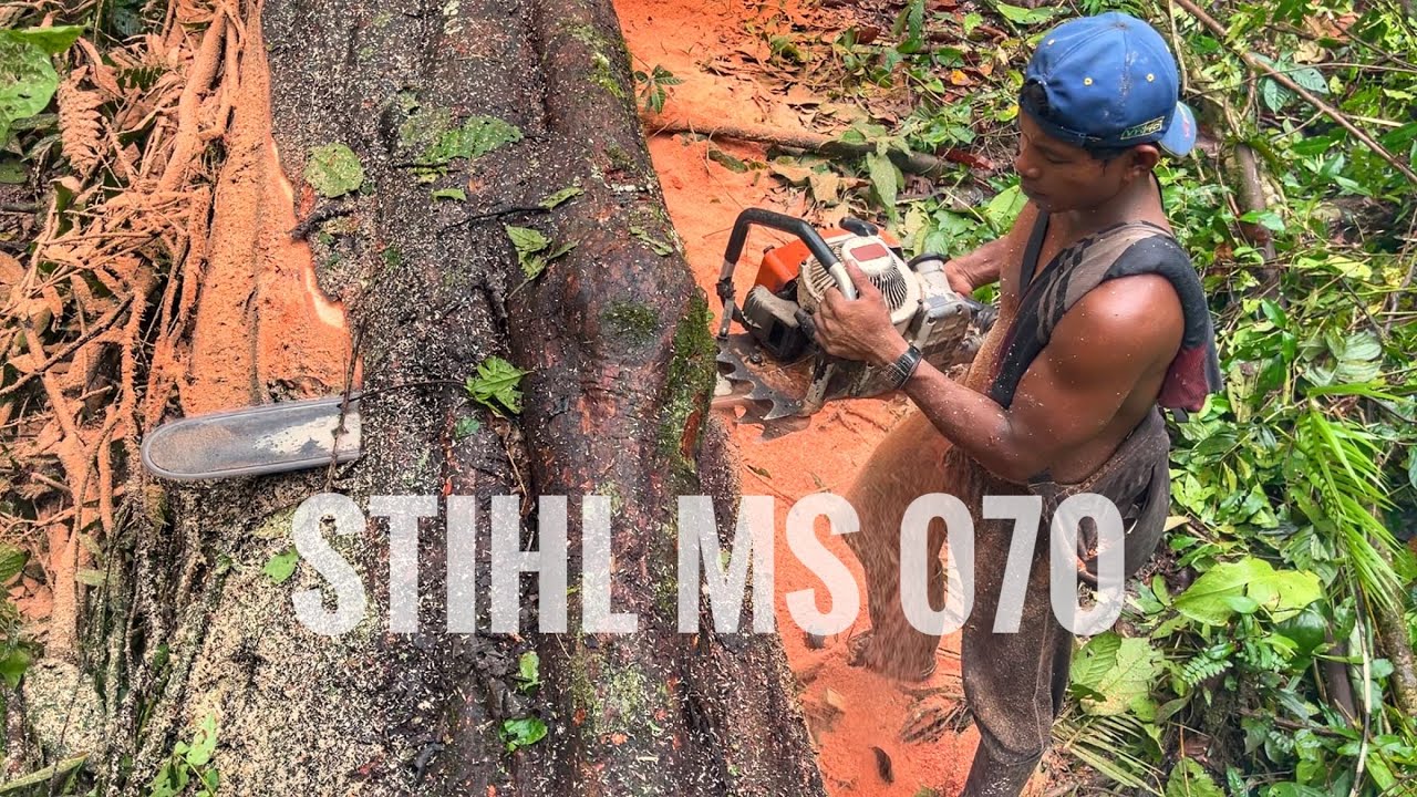 SKILL‼️ Mesin chainsaw STIHL 070 || Kayu golongan terbaik untuk membuat rumah