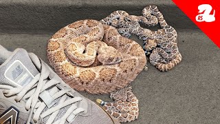 Some People Don't Believe Rattlesnakes are Animals