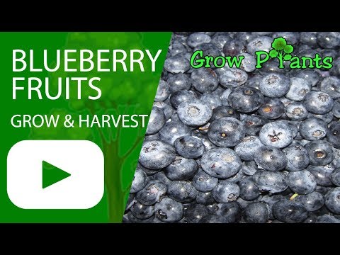 Blueberry fruits - grow, care & harvest