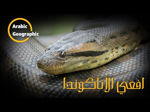 فيديو: أين تعيش الأناكوندا: الموائل والتكاثر