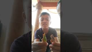 Download Lagu putus daun MP3