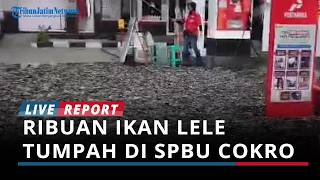 Ribuan Ikan Lele Tumpah di SPBU Cokro, Warga Bantu Kembalikan ke Mobil