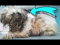 THIS IS A DOG ! YOU WON&#39;T BELIEVE how he looks AFTER SHAVING all this matted fur *Adopted*