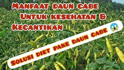 manfaat daun cabe bagi kesehatan tubuh yang mencenangkan#manfaatdauncabe#efeksampingdauncabe