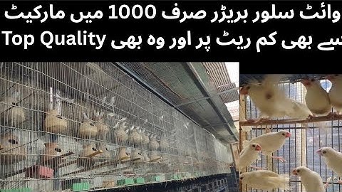 White Java silver Java Sparrow breeding Setup Visit|| Market Sai Bhi Kam Rate Per | ASIF BIRDS FARM 