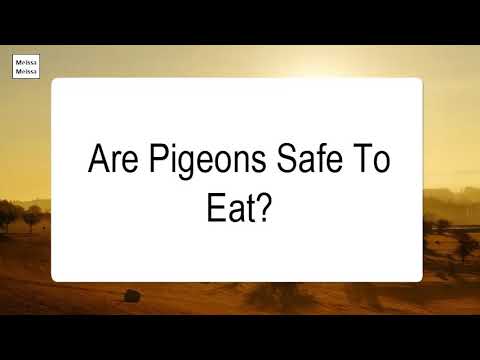 Video: Můžete jíst holubí vejce?