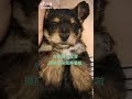 puppy lucky fall asleep
