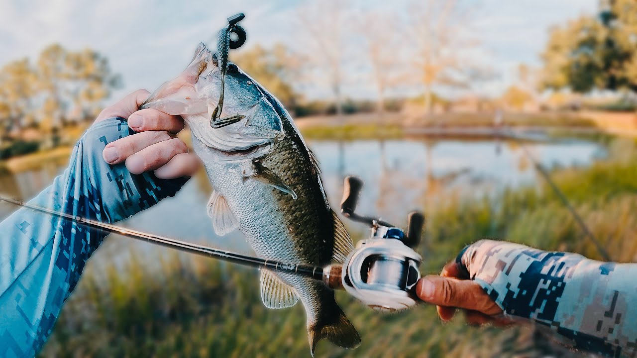Urban Bass Fishing Florida Ponds!