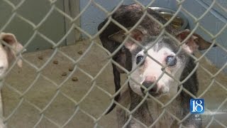 Several dogs, birds confiscated from Tippecanoe Co. home