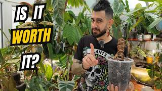 When Should You Give Up on a Dying Houseplant? 😬🌿