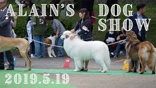 アランのドッグショー　埼玉東クラブ連合会展　Great Pyrenees　グレートピレニーズ