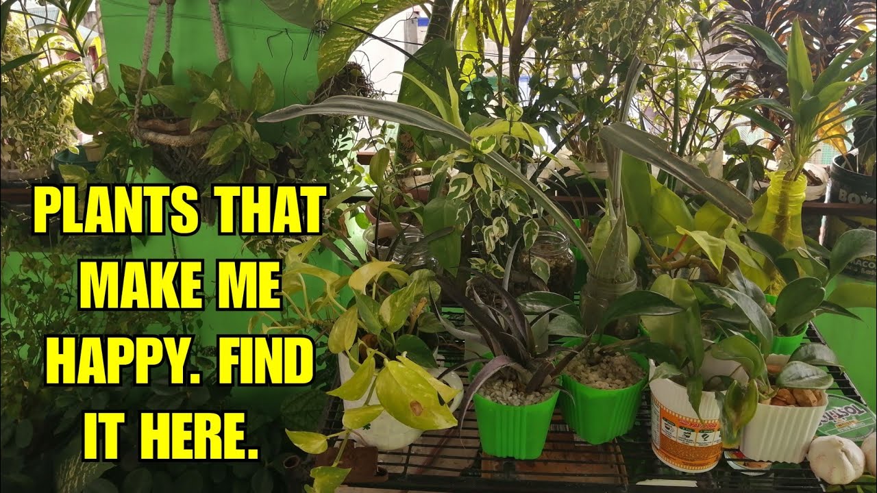 Plants that make me happy. Find it here. YouTube