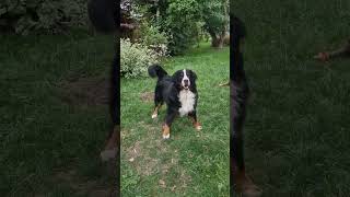 Very excited Bernese Mountain Dog wants to play #shorts