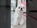 我的小狗养的很好 #马尔济斯 #maltese