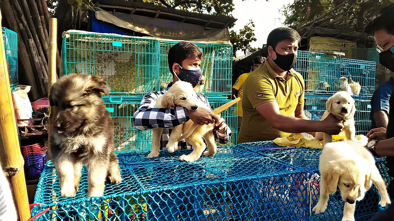 🐕Galiff Street pet market🐕|| sunday market||romeo lifestyle