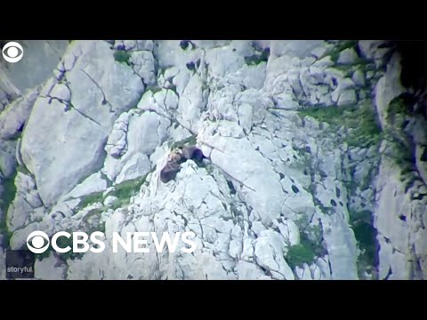 Mother bear survives vicious attack while defending her cub