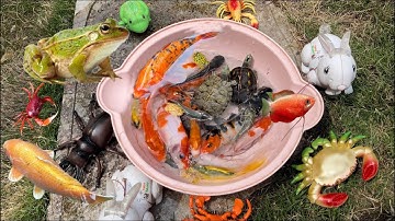 Thỏ Vlog Bắt con cá cảnh dễ thương , cá Hồng vĩ, cá koi khủng , ếch , cua , rùa , tôm , cá trê , cá