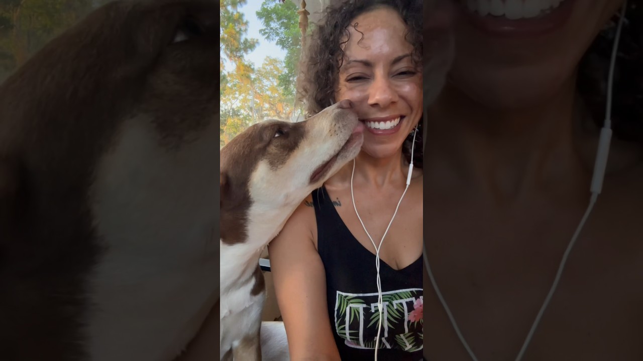 What a husky pitbull mix looks like 🐶 