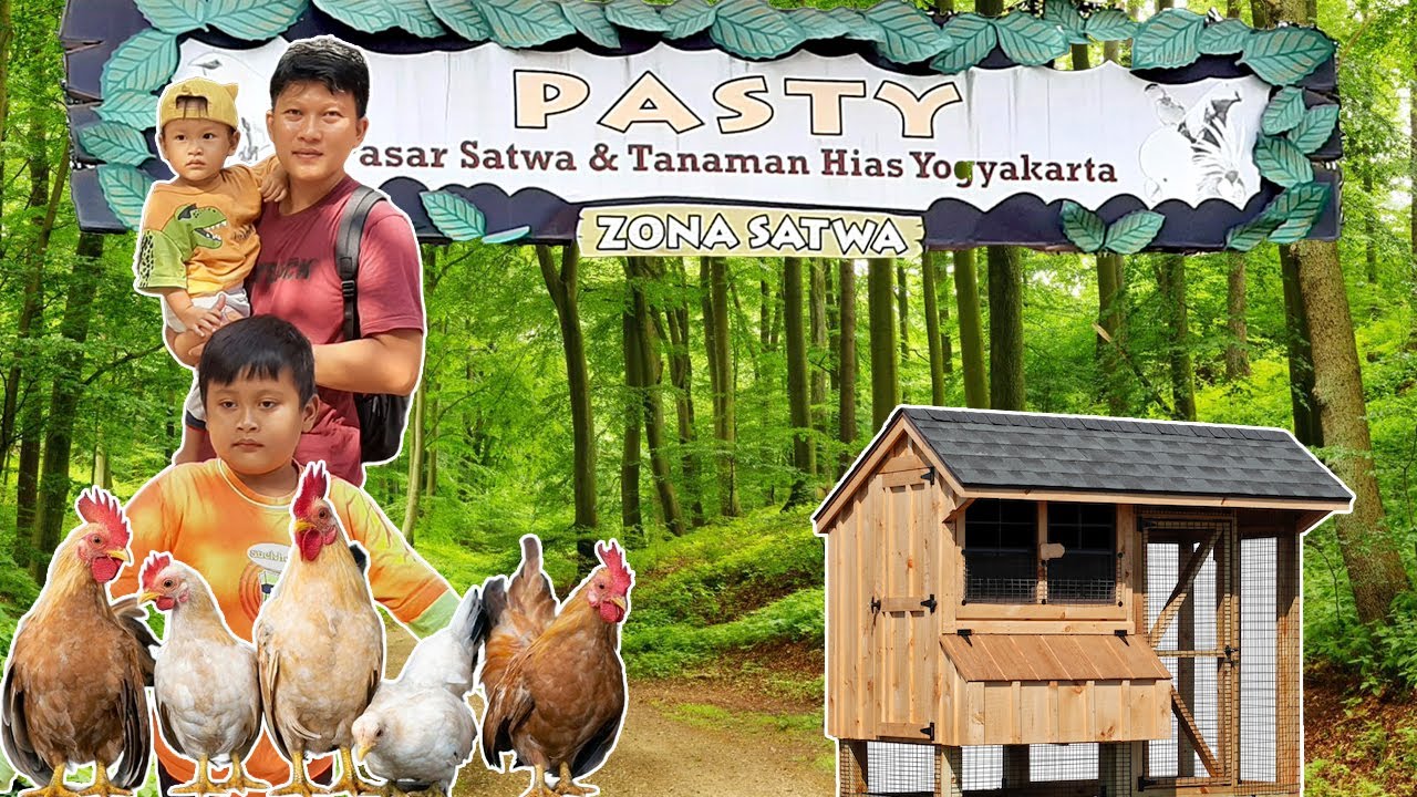 Penangkaran Ayam Unik di Pasar PASTY Jogja