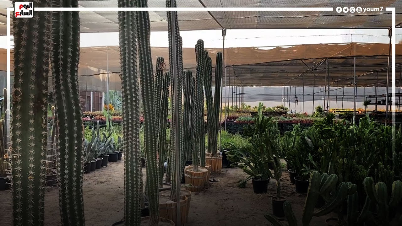 إمبراطورية الصبار.. أحمد بيزرع ماكولاتا وفيروكس وبيصدر للخارج وبيكسب كتير