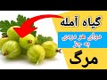 گیاه آمله چیست برای تقویت بدن ضعیف چی بخوریم تقویت مغز