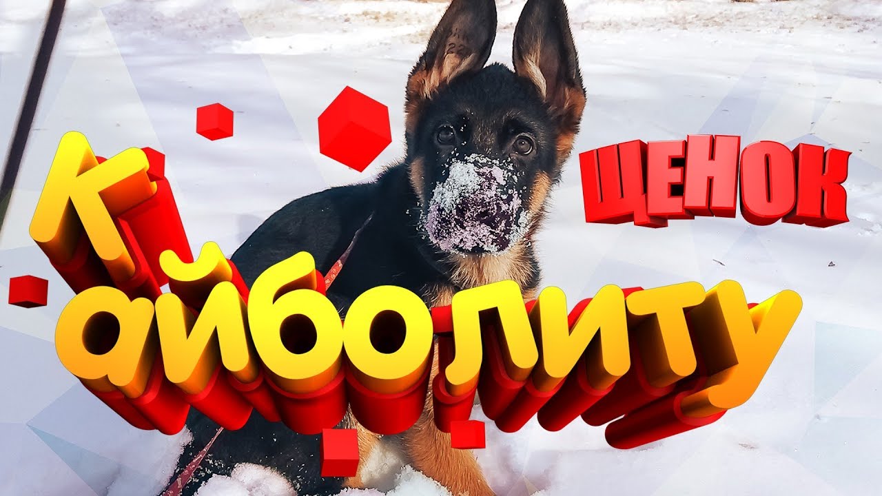 Щенку три месяца и мы идём к Айболиту на прививку Моя собака Немецкая овчарка