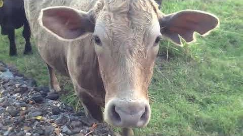 Knock Knock but every time a word is repeated it loops