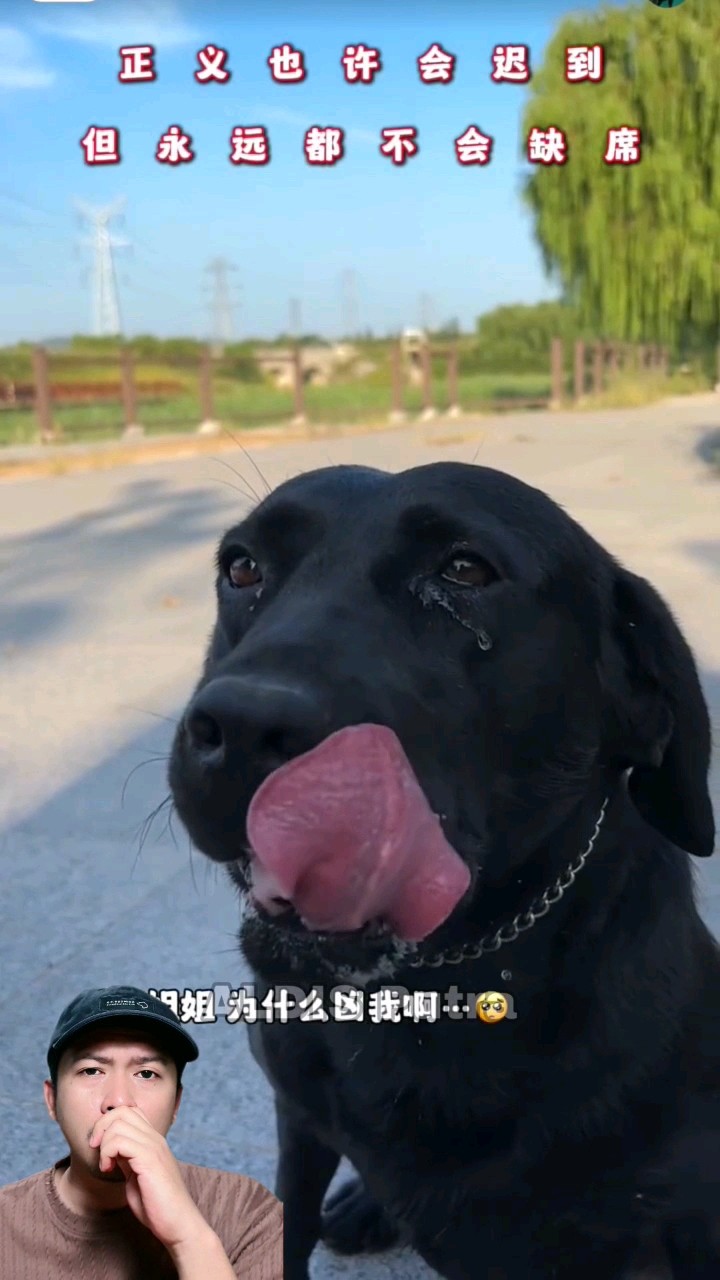 ANJING BAIK YANG HERNASIP MALANG ? #shorts #dubbing #funny