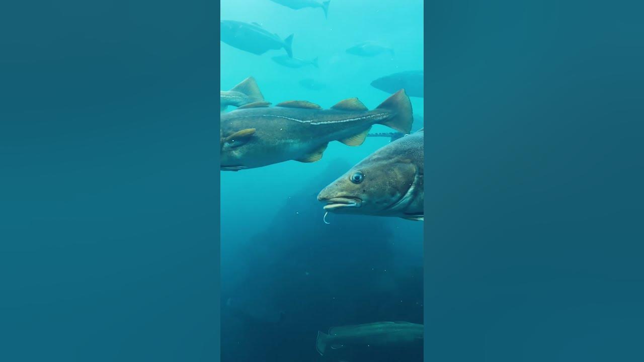 Baby Shark Real Life | Shark Under Water | Shark - YouTube