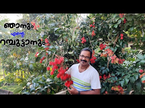 വീട്ടുമുറ്റത്തു റംബുട്ടാൻ കൃഷി ചെയ്യാം // Everything On Rambutan.. From Flowering To Harvesting 😋😋😋