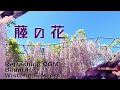 藤の花 Beautiful wisteria flowers 癒し動画 Refreshing BGM