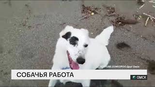 Собачья работа Собачья работа