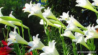 大崁百合園