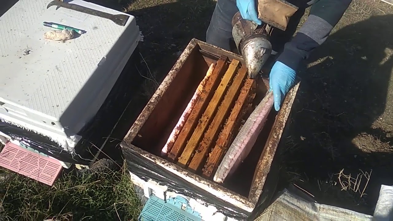 Kıştan çıkmış zayıf arıyı güçlendirmek. Arıyı niçin beslemeliyiz. Zayıf arı için ne yapabilirim.