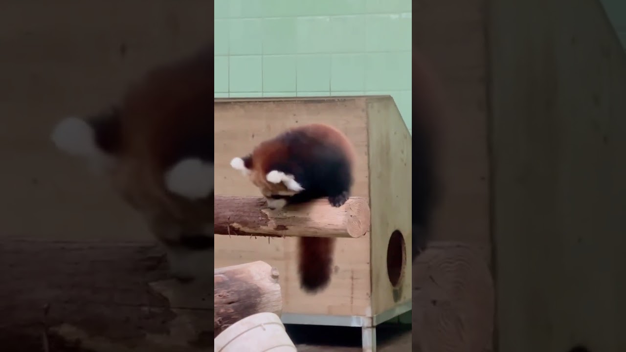 Red panda 