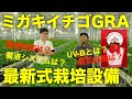 GRAでミガキイチゴの栽培方法と最新設備を見学【UV-Bでうどん粉病対策】