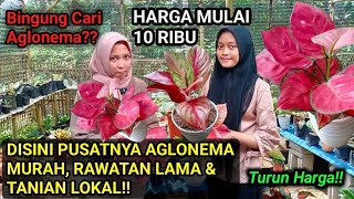 OBRAL AGLONEMA MURAH|| HARGA MULAI DARI Rp 10.000 an