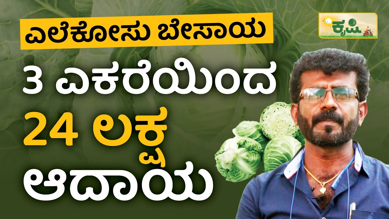 3 ಎಕರೆಯಿಂದ 24 ಲಕ್ಷ ಆದಾಯ Cabbage Farming In Kannada Vistara Krishi