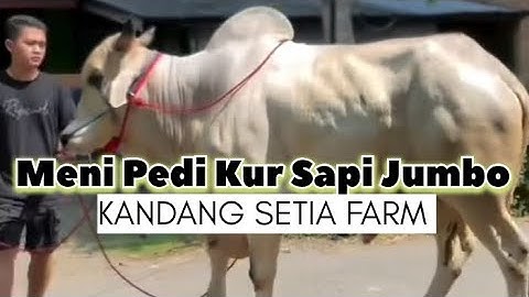 Tambah Ganteng Sapi-Sapi Kandang Setia Farm Setelah Potong Kuku
