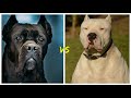 Dogo Argentino vs Cane corso¿cual es mas PODEROSO?