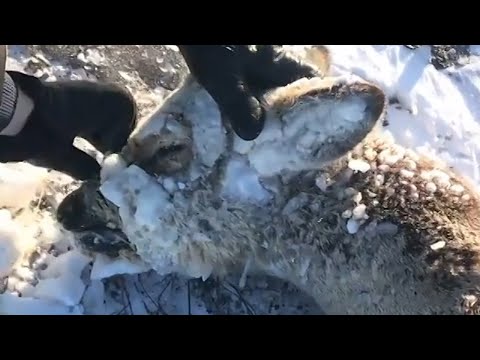 Frozen deer saved by locals in Kazakhstan