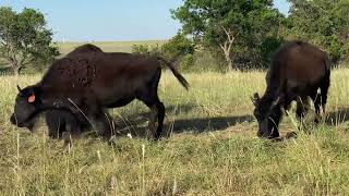 2021 Black bison calves